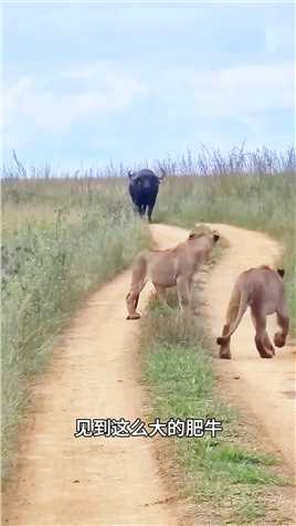 水牛出门不看黄历，不料遭到三头母狮追杀