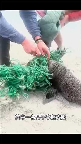 两只小海豹被渔网死死缠住，几名男子配合将它们解救