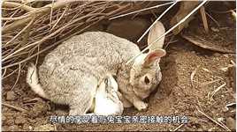 了保护崽的安全，兔妈妈竟将小兔子活埋，这到底何？