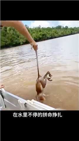 猴子不慎落水，好心男子把它救下