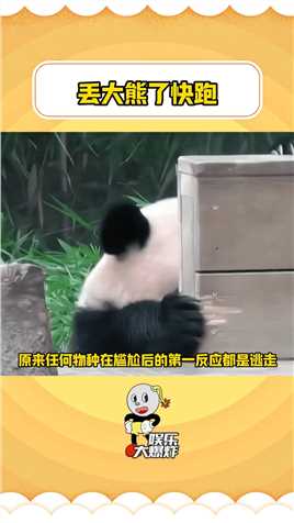原来任何物种在尴尬后的第一反应都是逃走大熊猫也不例外