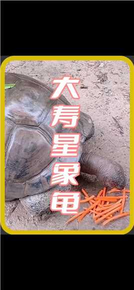大寿星象龟