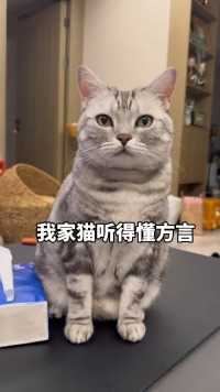 我家猫听得懂方言 一方水土养一方猫