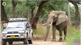 花钱就能去非洲猎杀大象？中弹受重伤的大象，向人类求助大象野生动物爱护大自然保护野生动物 (1)