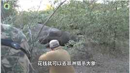 花钱就能去非洲猎杀大象？中弹受重伤的大象，向人类求助大象野生动物爱护大自然保护野生动物 (2)
