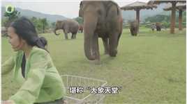 花钱就能去非洲猎杀大象？中弹受重伤的大象，向人类求助大象野生动物爱护大自然保护野生动物 (3)