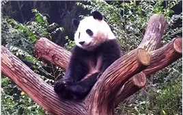 小叶子：好无聊啊！ #大熊猫和叶 #守护国宝大熊猫 #大熊猫