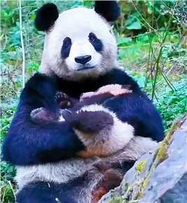 #大熊猫 带娃不分物种“生无可恋” #大熊猫 #带娃