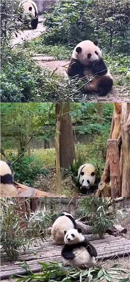 花花：给你们介绍一下，这就是我那显眼包迪迪🙈（他只是在跟我玩哦，不要用玻璃心看待我俩，了解我们的ee们都知道，迪迪对我很好的）#大熊猫和叶 #大熊猫和花 #大熊猫和花和叶