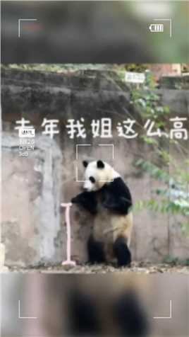 #熊猫花花 花花：我的冤种“迪迪” #大熊猫和花 #大熊猫和叶