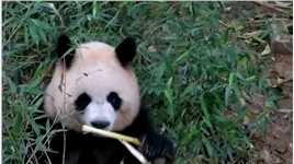 呀！是大奶润呢！ #大熊猫 #大熊猫圆润 #小狗乖乖