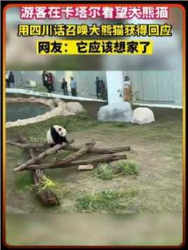 游客在卡塔尔用四川话呼唤大熊猫，大熊猫像听到了熟悉的口音缓缓走过来，网友：它应该是想家了