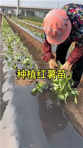 种植红薯苗