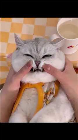 今天给猫刷牙！#银渐层 #有镜头感的小猫 #猫刷牙