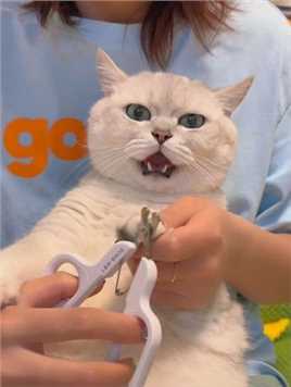 猫咪剪指甲教程#银渐层 #我和我的怨种猫咪 #猫咪剪指甲 #10斤的猫9斤的反骨