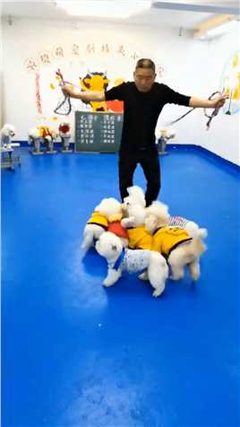 狗校长：带领十只狗狗跳绳走红网络，开办宠物学校教导有方#宠物 #狗狗 #狗狗的日常 #狗狗成精了 #跳绳.