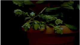 爱吃草莓的朋友们赶紧种起来！#草莓 #种子发芽 #盆栽绿植 #生长过程 #种植.mp4

