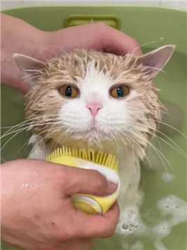 怎么会有小猫咪喜欢洗澡呢