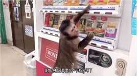 猴子成精了，在贩卖机买饮料还知道找零钱！