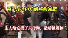 为了让130斤懒癌狗减肥，主人给它找了只母狗，最后被它震惊了。
