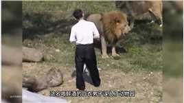 男子酒后无意闯入狮子的领地，差点被狮子当场几巴掌扇飞动物
