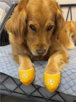 狗子的芒果鞋，洋气的嘞@抖音小助手 #萌宠出道计划 #狗狗的心思都写在脸上了10