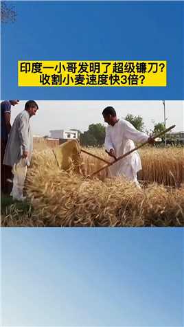 印度割小麦