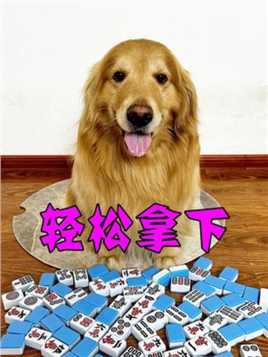 一堆麻将牌,狗狗如何选中的#萌宠出道计划   #万物可爱计划   #可爱在我家