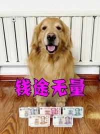 狗狗自从认识钱之后，小金库比我的都丰厚！#萌宠出道计划   #万物可爱计划   #可爱在我家