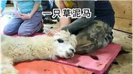 可怜的羊驼被五花大绑，不会是要给这公羊做节育吧？#野生动物 #纪录片充电计划动物篇 #动物世界 #人与动物和谐共处.mp4



