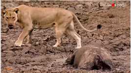 老水牛陷入泥潭十分无助，一群狮子正好经过这里，会发生什么事呢#纪录片充电计划动物篇 #狮子vs水牛 #野生动物 #狮子 #水牛.mp4

