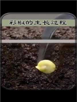 彩椒的生长过程