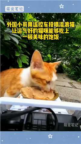 外国小哥每天用遥控车投喂流浪猫，看到这些猫咪有东西吃真的很开心