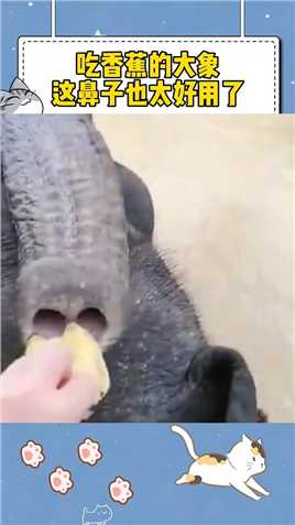 大象的鼻子有很多作用
