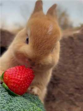 小兔子吃草莓看着我都流口水了