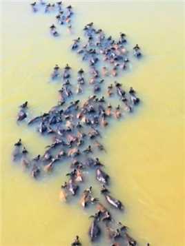 四川嘉陵百牛横渡百米长江，只为了到达对岸啃食青草，填饱肚子，所谓勇敢牛牛，不怕困难