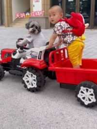 #萌宠出道计划 #狗狗和孩子 #狗狗成精了 天呐，狗狗竟然会自己开车接小主人放学。