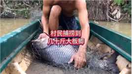 村民鱼塘捕鱼，捕捞到一条几十斤的大板鲫，这下赚大了农村生活捕鱼三农