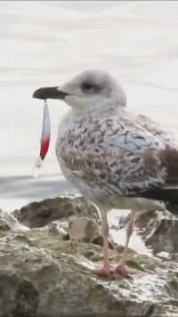 海鸥：我好可怜呀#鸟类摄影 #保护鸟类 #鸟类实拍