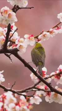 花与绣眼鸟，一派绝美的春日美景。#奇妙的动物 #唯美意境 #鸟语花香