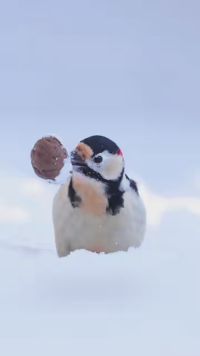 大斑啄木鸟：再最需要食物都时候，捡到一个大核桃，感谢大自然的恩赐。#画面太美