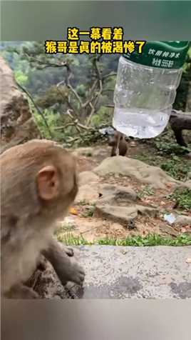 这一幕看着猴哥是真的被渴惨了.