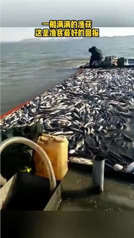 一船满满的渔获，这是渔民最好的回报.