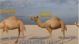 世界上体型最大的骆驼骆驼动物科普世界之最