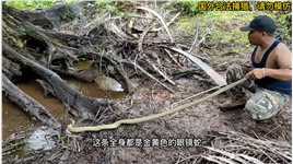 枯木桩下的眼镜王蛇2动物野生动物零距离户外蛇
