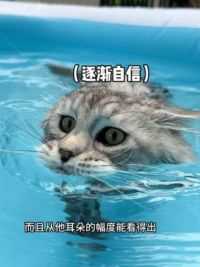 哪有小猫那么爱玩水的啊！！ #缅因猫#奥利与奥斯卡 #猫粮 #格吾安猫粮