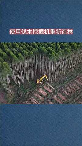 使用伐木挖掘机重新造林