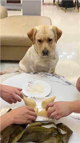 狗子：吃粽子必须得蘸白糖，不然没味儿