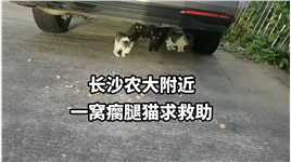 湖南农大附近，一窝流浪猫求助，其中一个脚瘸了，求救助，发现人