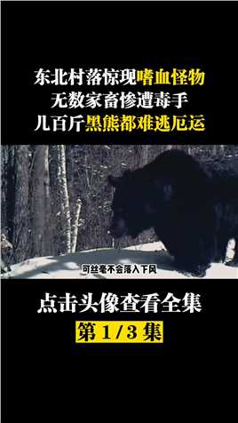 东北村落惊现嗜血怪物，无数家畜惨遭毒手，几百斤黑熊都难逃厄运。猛兽进村金钱豹保护野生动物 (1)